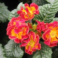 Primula vulgaris - plnokvětá, mix