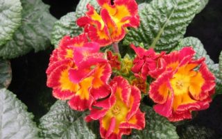 Primula vulgaris - plnokvětá, mix