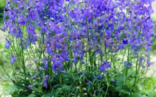 Delphinium belladonna ‘Piccolo’ K2l