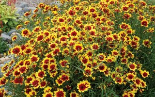 Coreopsis ‘Bengal Tiger’ K11x11