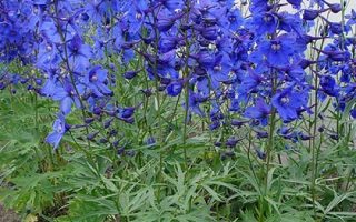 Delphinium belladonna ‘Atlantis’ K2l