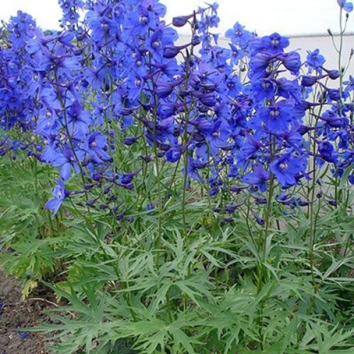 Delphinium belladonna ‘Atlantis’ K2l - Obrázek 1