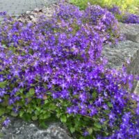 Campanula poscharskyana K9x9