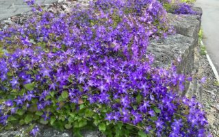 Campanula poscharskyana K9x9