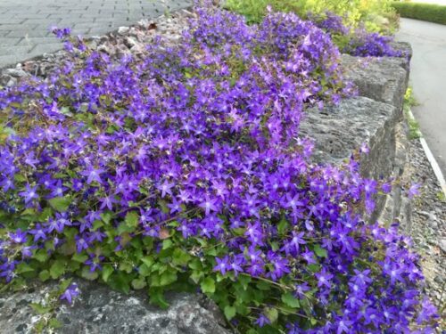 Campanula poscharskyana K9x9 - Obrázek 1
