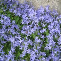 Campanula garganica K 9