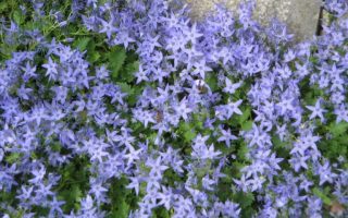 Campanula garganica K 9