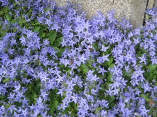Campanula garganica K 9 - Obrázek 1