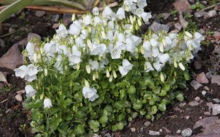 Campanula cochleariifolia ‘Alba’ K9x9