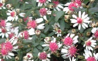 Aster lateriflorus ‘Prince’ K11x11