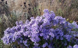 Aster cordifolius ‘Little Carlow’ K11x11