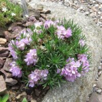 Armeria maritima ‘Varretu’ K9