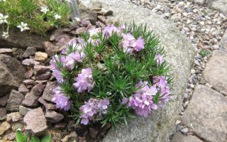 Armeria maritima ‘Varretu’ K9