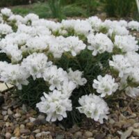 Armeria juniperifolia ‘Alba’ K9x9
