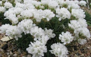 Armeria juniperifolia ‘Alba’ K9x9