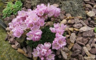 Armeria juniperifolia ‘Babí Lom’ K9x9