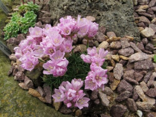 Armeria juniperifolia ‘Babí Lom’ K9x9 - Image 1