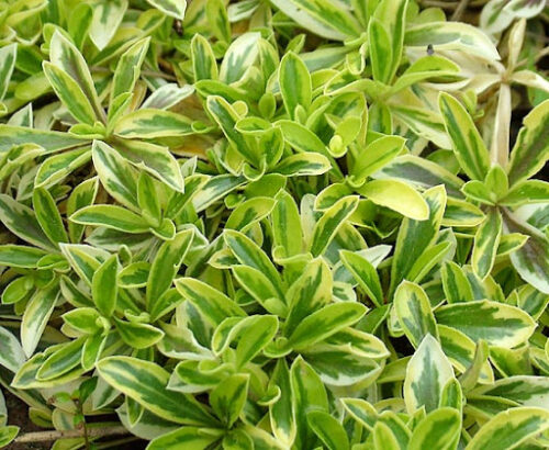 Arabis procurrens 'Old Gold' - Obrázek 2
