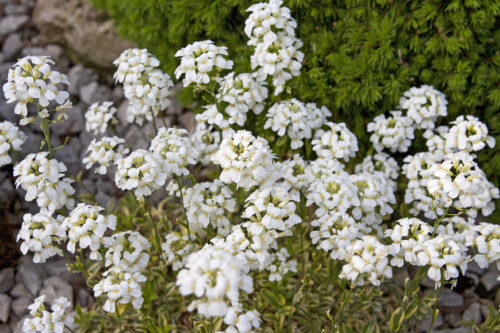 Arabis procurrens 'Old Gold' - Obrázek 1