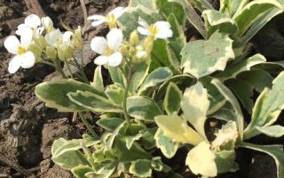 Arabis caucasica ‘Variegata’ K9x9