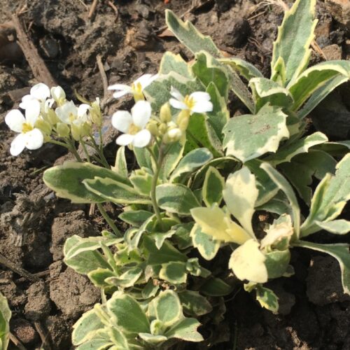 Arabis caucasica ‘Variegata’ K9x9 - Obrázek 1