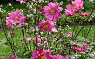 Anemone × hybrida ‘Margarete’ K11x11