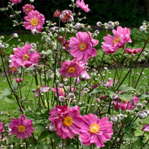 Anemone × hybrida ‘Margarete’ K11x11 - Obrázek 1