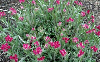 Antennaria dioica ‘Rubra’ K9x9