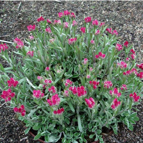 Antennaria dioica ‘Rubra’ K9x9 - Image 1
