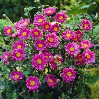 Anemone japonica ‘Pamina’ K11x11
