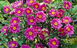 Anemone japonica ‘Pamina’ K11x11