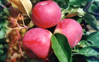 Jabloň 'Paula Red'