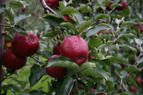 Jabloň ´Red Jonaprince´ K – FP M26 - Obrázek 2