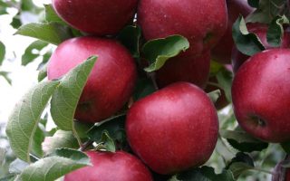 Jabloň 'Red Jonaprince'