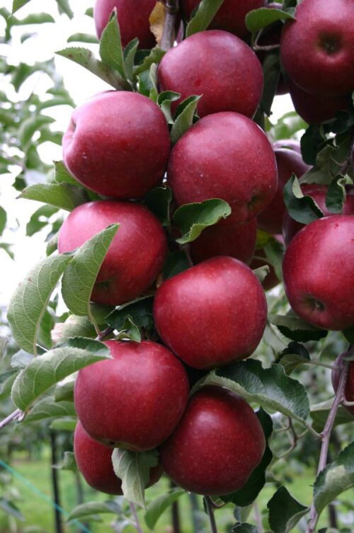 Jabloň ´Red Jonaprince´ K – FP M26 - Obrázek 1