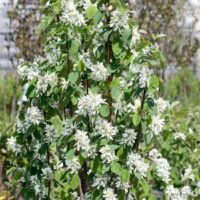 Amelanchier alnifolia ´Obelisk´ 40–60 K5