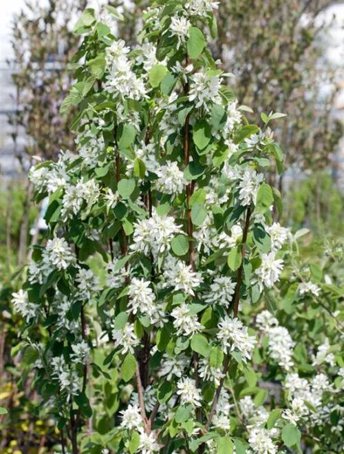 Amelanchier alnifolia ´Obelisk´ 40–60 K5 - Image 1