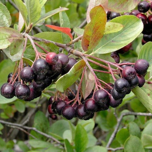 Aronia prunifolia 'Hugin' - Obrázek 2
