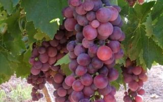 Vitis vinifera ´Cardinal´–modré 20KM RK3 cr2