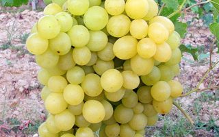 Vitis vinifera ´Delta´ – bílé 20KM RK3 5BB