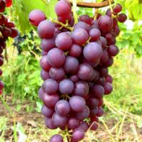Vitis vinifera Chrupka červená růžové, 20KM