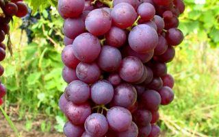 Vitis vinifera Chrupka červená růžové, 20KM