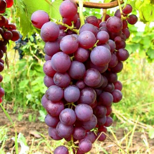 Vitis vinifera Chrupka červená růžové, 20KM - Obrázek 1