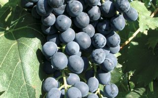 Vitis vinifera ´Muscat Bleu´ – modré 20KM RK3 5BB