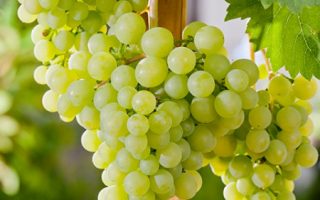 Vitis vinifera 'Talisman'