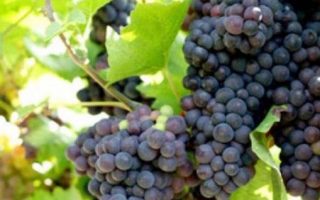 Vitis vinifera 'Venus'