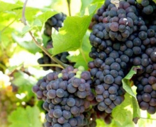 Vitis vinifera 'Venus' - Image 1