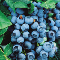 Vaccinium cor. ´Northland´ 20–30 K1,5