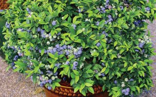 Vaccinium angustifolium ´Top Hat´ 20–30 K2,5