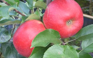 Jabloň ´Pidi´ – sloupovitá, kontejner C7,5 L